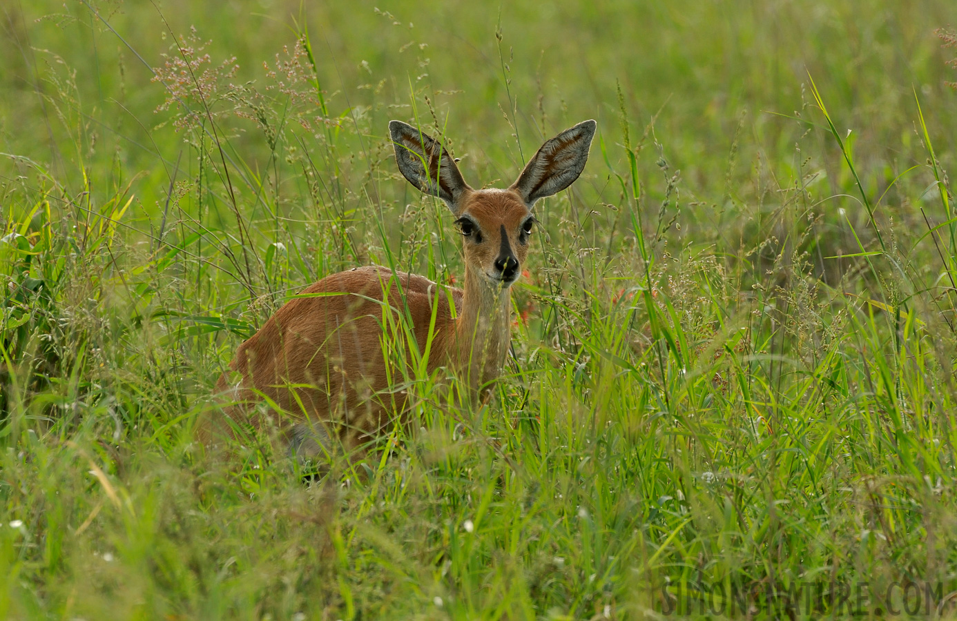 Raphicerus campestris campestris [550 mm, 1/200 sec at f / 13, ISO 800]